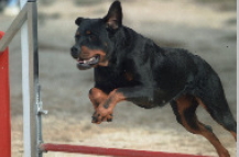 lolaagility