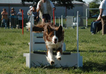 Flyball_ligne