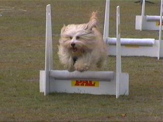 Flyball_petitchien